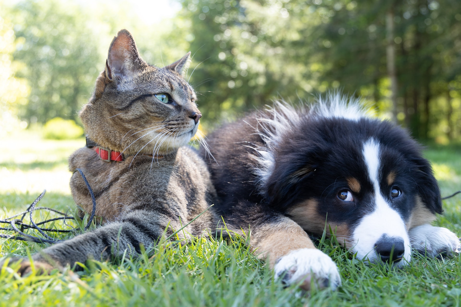 Dog and cat laying together outside in Hayesville, NC